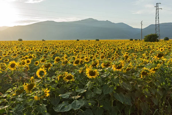Sunset Landscape of sunflower field, Bulgaria — Stock Photo, Image