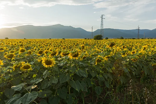 Sunset Landscape of sunflower field, Bulgaria — Stock Photo, Image