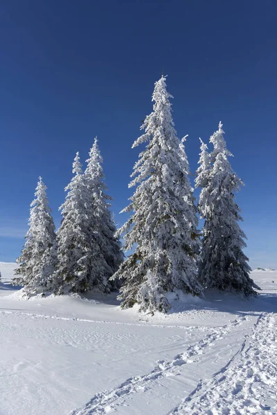 Bulgaristan 'ın Vitosha Dağı Kış Panoraması — Stok fotoğraf