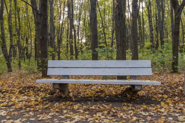 South Park 'ta üzerinde sonbahar yaprakları olan bankta.