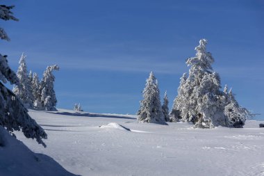 Bulgaristan 'ın Vitosha Dağı kış manzarası