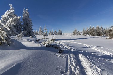 Bulgaristan 'ın Vitosha Dağı kış manzarası