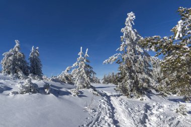 Bulgaristan 'ın Vitosha Dağı kış manzarası