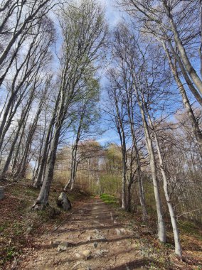 Bahar manzarası Vitosha Dağı, Sofya Şehir Bölgesi, Bulgaristan