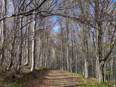 Bahar manzarası Vitosha Dağı, Sofya Şehir Bölgesi, Bulgaristan