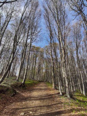 Bahar manzarası Vitosha Dağı, Sofya Şehir Bölgesi, Bulgaristan