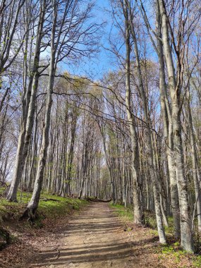 Bahar manzarası Vitosha Dağı, Sofya Şehir Bölgesi, Bulgaristan