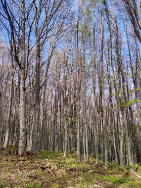 Bahar manzarası Vitosha Dağı, Sofya Şehir Bölgesi, Bulgaristan