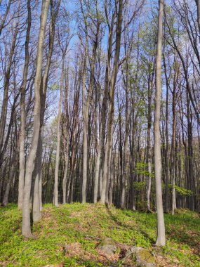 Bahar manzarası Vitosha Dağı, Sofya Şehir Bölgesi, Bulgaristan