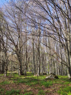 Bahar manzarası Vitosha Dağı, Sofya Şehir Bölgesi, Bulgaristan