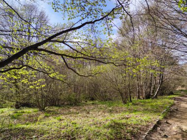 Bahar manzarası Vitosha Dağı, Sofya Şehir Bölgesi, Bulgaristan