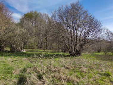 Bahar manzarası Vitosha Dağı, Sofya Şehir Bölgesi, Bulgaristan