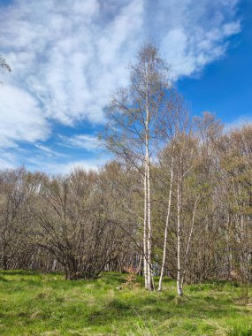 Bahar manzarası Vitosha Dağı, Sofya Şehir Bölgesi, Bulgaristan