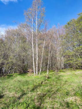 Bahar manzarası Vitosha Dağı, Sofya Şehir Bölgesi, Bulgaristan