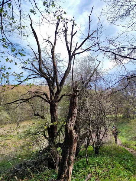 Paisaje Primaveral Montaña Vitosha Región Ciudad Sofía Bulgaria — Foto de Stock