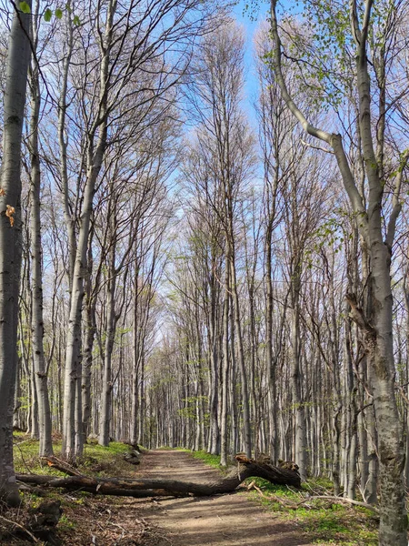 保加利亚索菲亚市Vitosha山春景 — 图库照片