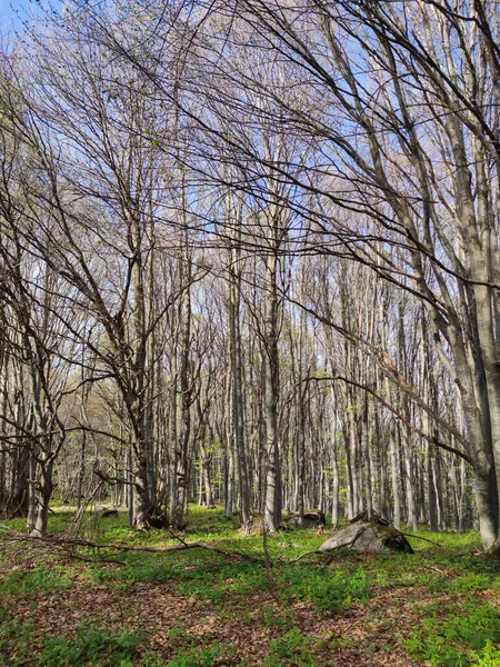 Vårlandskap Vitosha Mountain Sofia City Region Bulgarien — Stockfoto