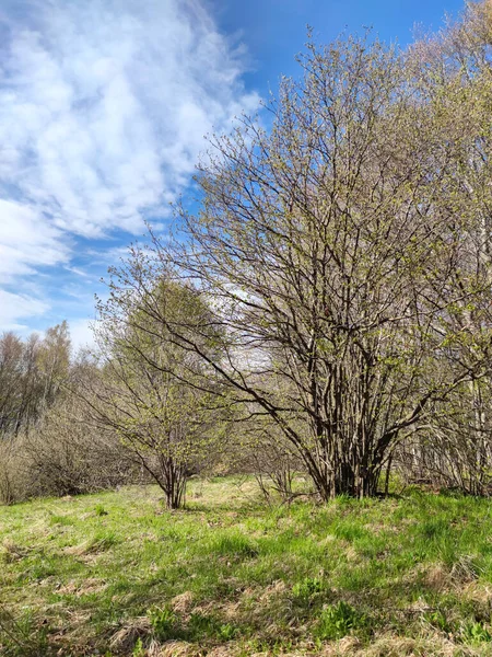 Vårlandskap Vitosha Mountain Sofia City Region Bulgarien — Stockfoto