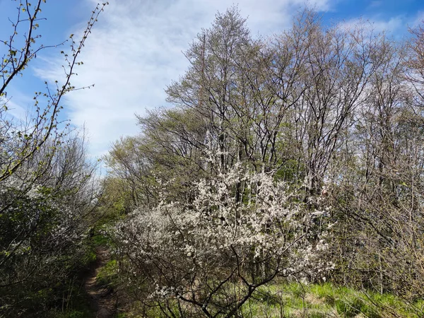 Paisagem Primavera Montanha Vitosha Região Cidade Sofia Bulgária — Fotografia de Stock