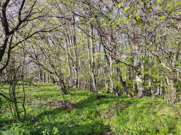 Весенний Пейзаж Горы Витоша Софийский Район Болгария — стоковое фото