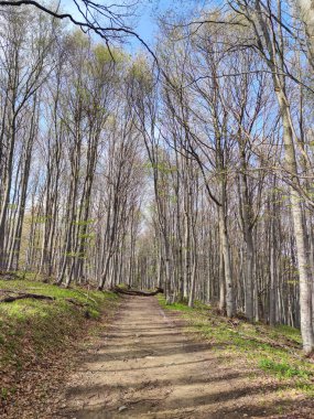 Bahar manzarası Vitosha Dağı, Sofya Şehir Bölgesi, Bulgaristan