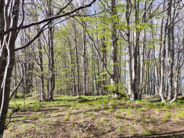 Bahar manzarası Vitosha Dağı, Sofya Şehir Bölgesi, Bulgaristan