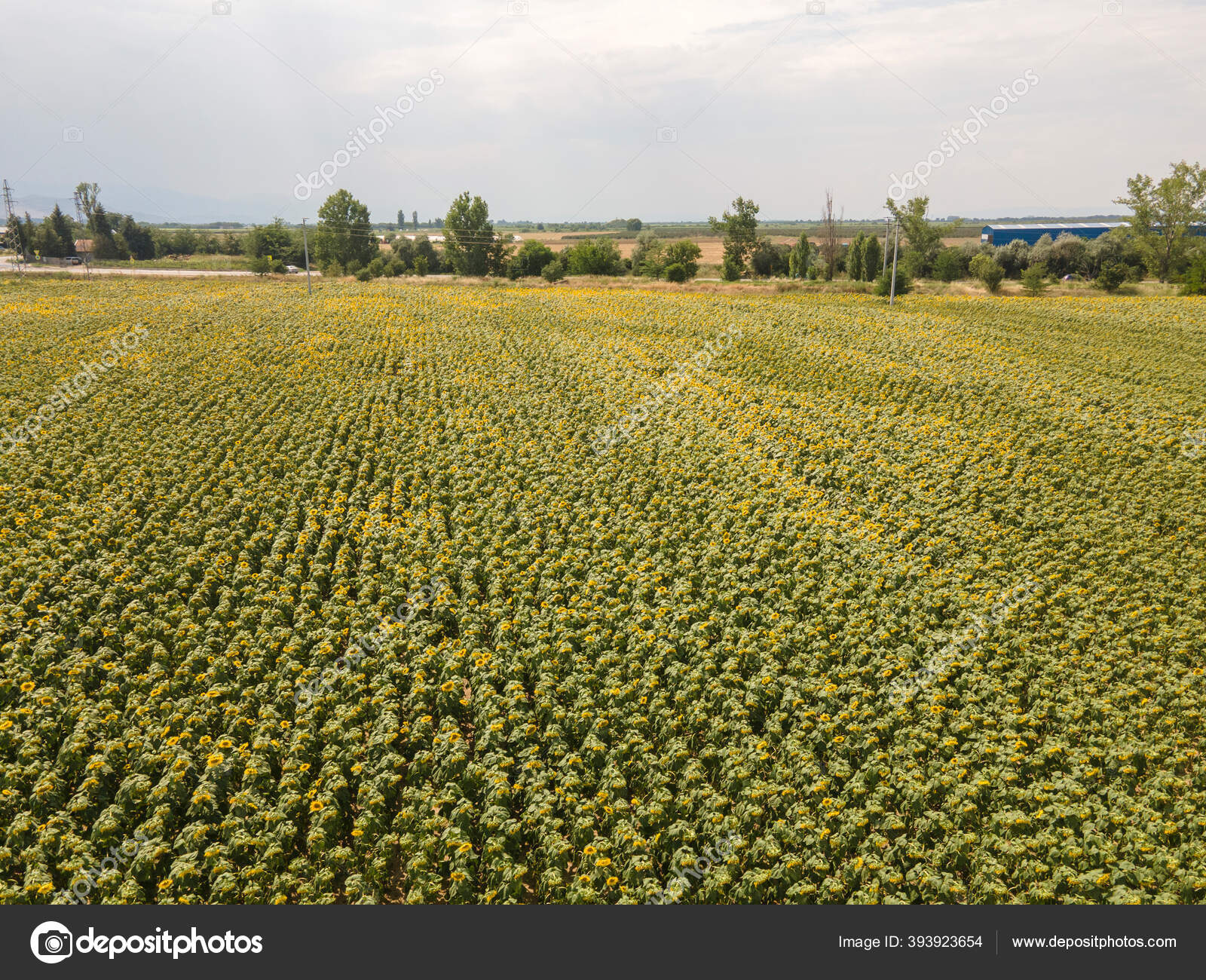 Vista Aerea Campo Girassol Paisagem Perto Cidade Plovdiv Bulgaria Stock Photo C Stoyanh 393923654