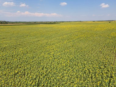 Bulgaristan 'ın Filibe kenti yakınlarındaki hava manzaralı ayçiçeği tarlası