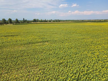 Bulgaristan 'ın Filibe kenti yakınlarındaki hava manzaralı ayçiçeği tarlası