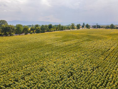 Bulgaristan 'ın Filibe kenti yakınlarındaki hava manzaralı ayçiçeği tarlası
