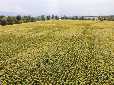 Bulgaristan 'ın Filibe kenti yakınlarındaki hava manzaralı ayçiçeği tarlası