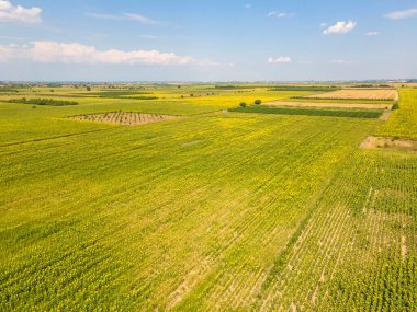 Aerial view of landscape sunflower field near city of Plovdiv, Bulgaria clipart