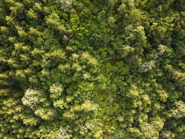 Bulgaristan 'ın Filibe Bölgesi Asenovgrad kasabası yakınlarındaki Rodop Dağları' nın hava manzarası