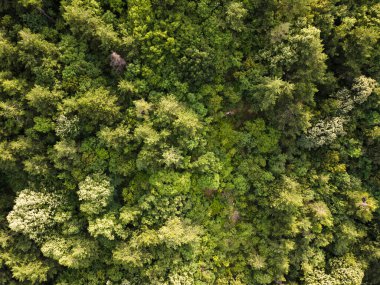 Bulgaristan 'ın Filibe Bölgesi Asenovgrad kasabası yakınlarındaki Rodop Dağları' nın hava manzarası