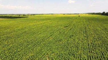 Bulgaristan 'ın Filibe kenti yakınlarındaki hava manzaralı ayçiçeği tarlası