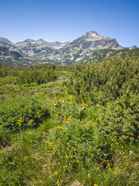 Bulgaristan 'ın Popovo Gölü yakınlarındaki Pirin Dağı' nın İnanılmaz Yaz Manzarası