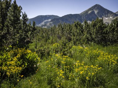 Bulgaristan 'ın Popovo Gölü yakınlarındaki Pirin Dağı' nın İnanılmaz Yaz Manzarası