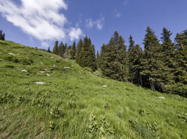 Bulgaristan 'ın Vitosha Dağı' nın Muhteşem Bahar Panoraması