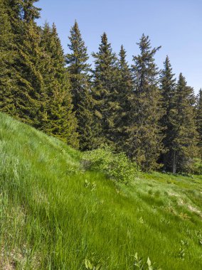 Bulgaristan 'ın Vitosha Dağı' nın Muhteşem Bahar Panoraması