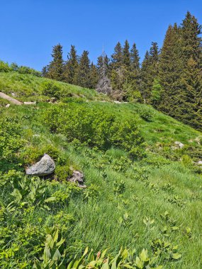 Bulgaristan 'ın Vitosha Dağı' nın Muhteşem Bahar Panoraması