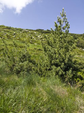 Bulgaristan 'ın Vitosha Dağı' nın Muhteşem Bahar Panoraması