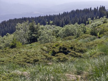 Bulgaristan 'ın Vitosha Dağı' nın Muhteşem Bahar Panoraması