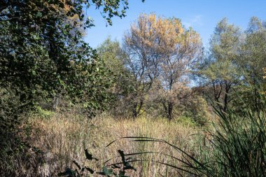 Bulgaristan 'ın Sofya kentindeki South Park' ın Muhteşem Sonbahar Manzarası