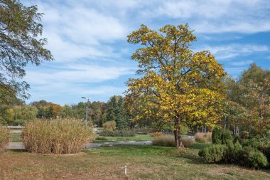 Bulgaristan 'ın Sofya kentindeki South Park' ın Muhteşem Sonbahar Manzarası