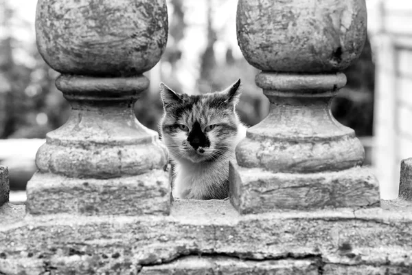 Tri-color cat black and white photo