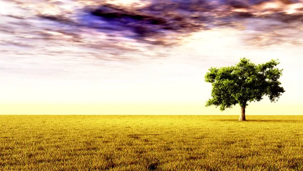 Árbol solitario en el prado — Foto de Stock