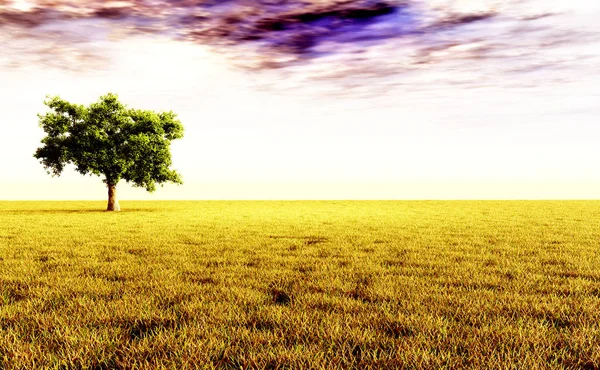 Çayırdaki yalnız ağaç — Stok fotoğraf