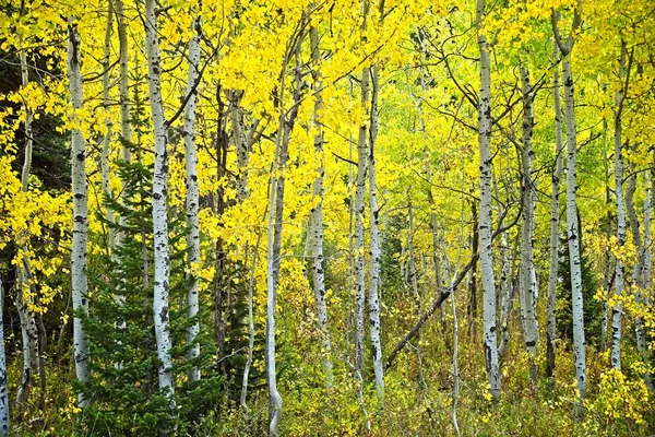 秋分的杨树在大提顿国家公园的五颜六色的立场 — 图库照片