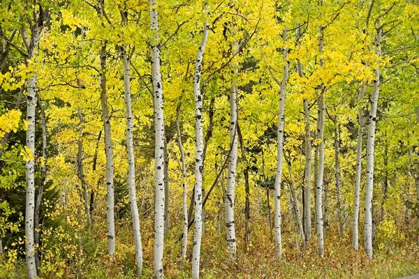 Renkli Tribünde Sonbahar Grand Teton Milli Parkı Nda Kavak Ağaçlarının — Stok fotoğraf