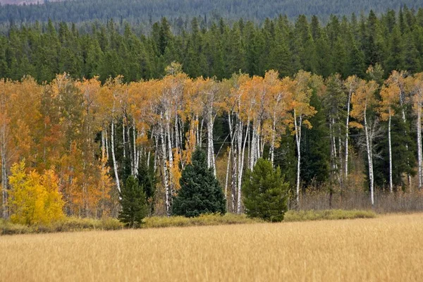 Aspen Fák Túl Egy Füves Területek Grand Teton Nemzeti Park — Stock Fotó